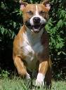 pitbull
